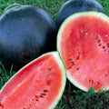 Black Diamond Watermelon Seeds | Heirloom NON-GMO Seeds | 25 Seeds | Citrullus lanatus
