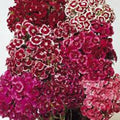 Sweet William Seeds - 100+ Seeds - Colorful Flower Clusters - Dianthus barbatus