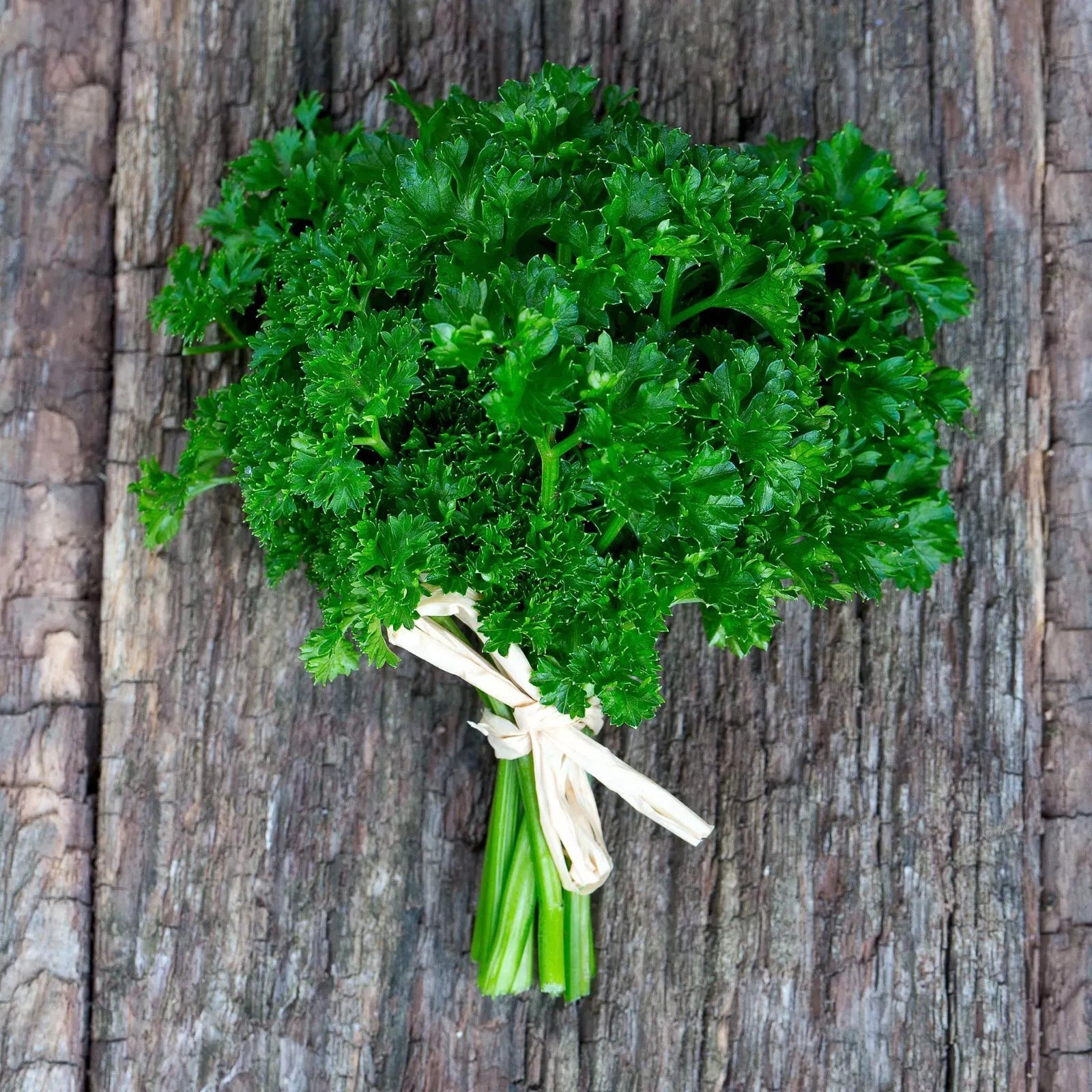Curled Parsley Seeds - 2000 Pack - NON-GMO Heirloom - Petroselinum crispum - Free Shipping