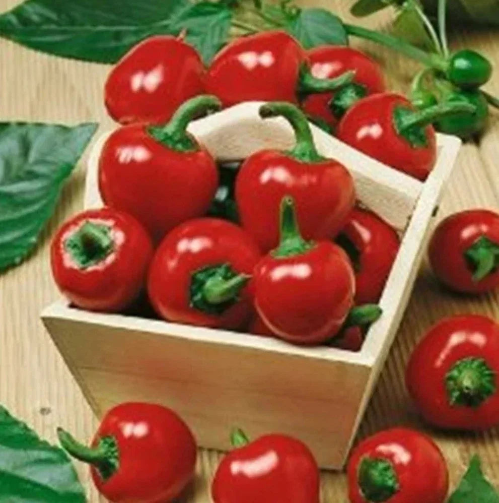 Large Red Cherry Hot Pepper Seeds - 200+ Seeds - Capsicum annuum - 3000-5000 Scoville Heat Units