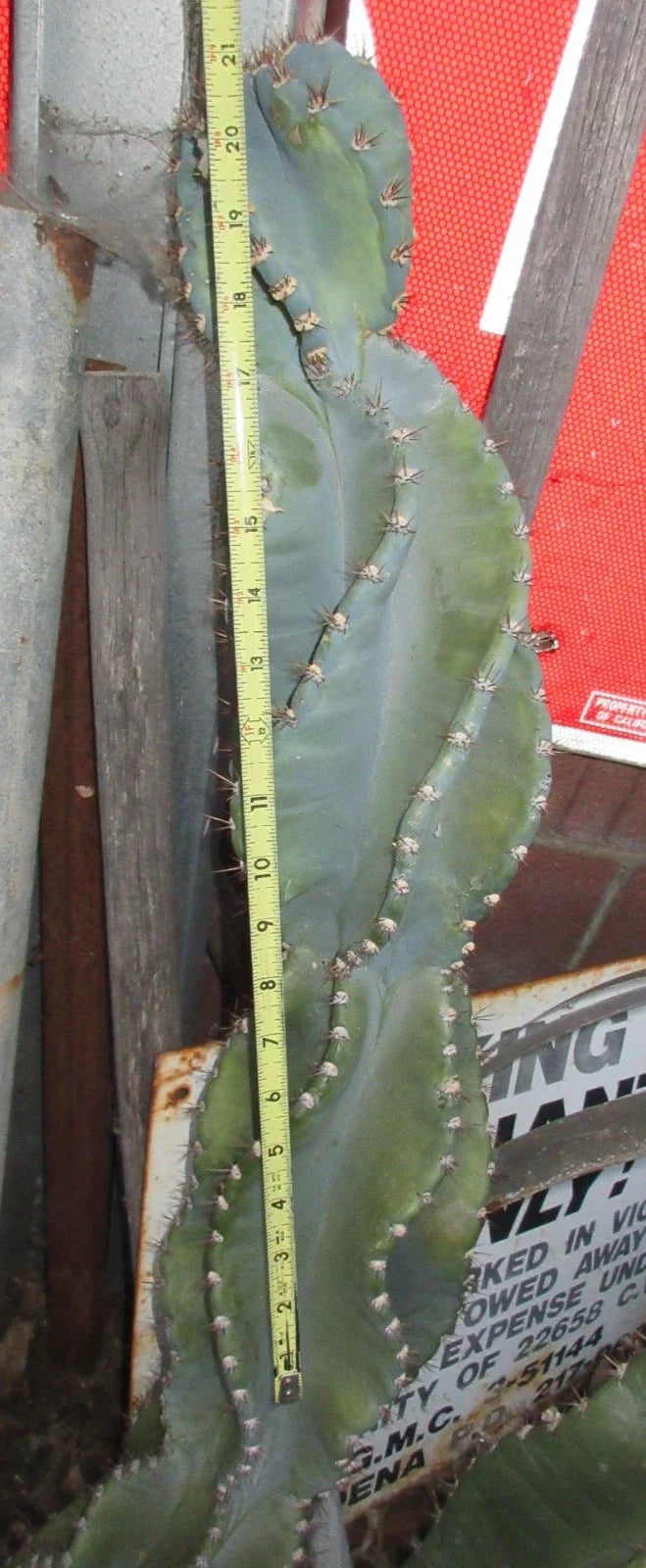 Columnar Cactus Cutting 21" Monstrose Cereus Peruvianus Spiralis