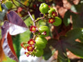 Live Rooted Jatropha Gossypifolia Belly Ache Bush - Starter Plant for Gardens, Medicinal Use, and Home Decor