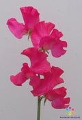 Sweet Pea Seeds - 50+ Pack - Judith Wilkinson Variety - Lathyrus odoratus - Ideal for Garden Planting - USA