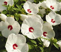 Hardy White Hibiscus Live Plant - Large Bare Root - Hibiscus grandiflorus - Ideal for Fall Planting