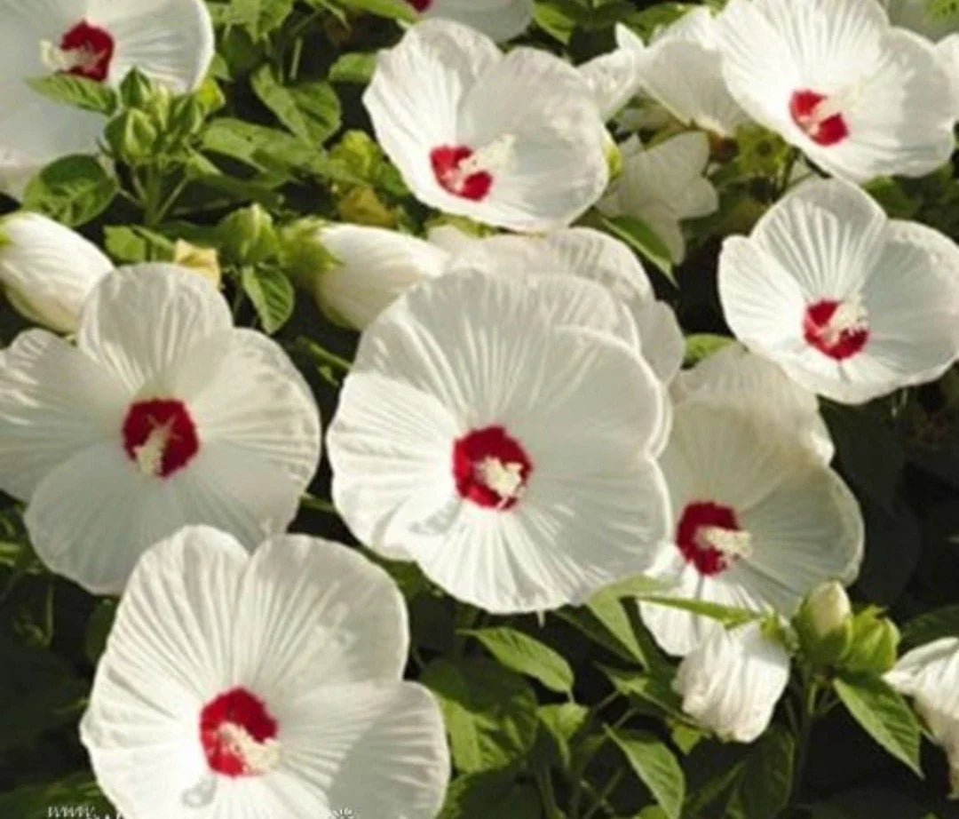 Hardy White Hibiscus Live Plant - Large Bare Root - Hibiscus grandiflorus - Ideal for Fall Planting