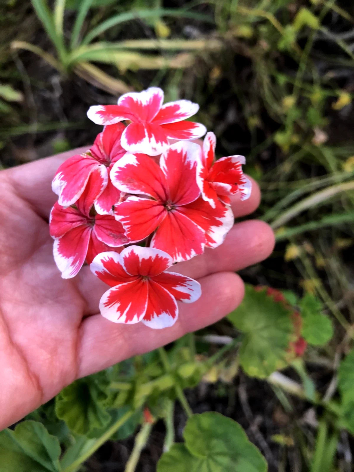 Rare Red & White Pelargonium Zonal Geranium 6" Starter Cutting - Fresh Live Plant