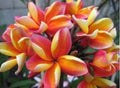 Rooted Plumeria Plant Cutting 10" Makaha Sunn with 2 Big Tips - Frangipani (Plumeria)