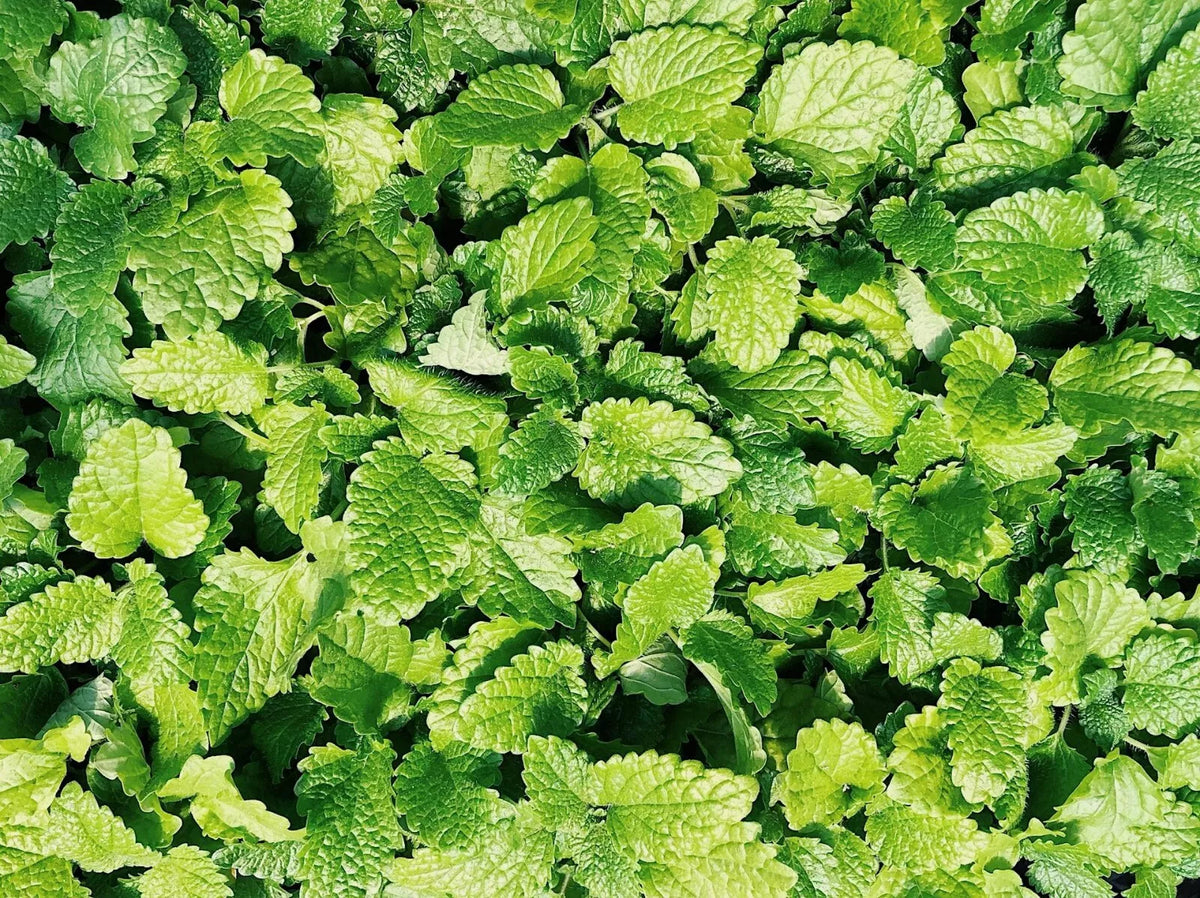 Culinary Spearmint Seeds - 200+ Organic Mentha spicata Seeds for Herb Garden - Free US Shipping