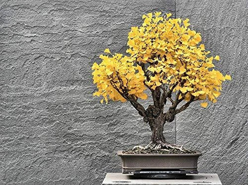 Bonsai Ginkgo Biloba Tree Seeds - 5 Pack - Edible Leaves for Memory Enhancement - Ginkgo biloba