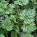 Heuchera Americana 'Dale's Strain' Coral Bells Bare Root Perennial Plant Silver-Blue Foliage Zone 4-7