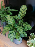 25+ Calathea Albertii Seeds for Garden Planting - Tropical Houseplant Seeds - Free Shipping USA