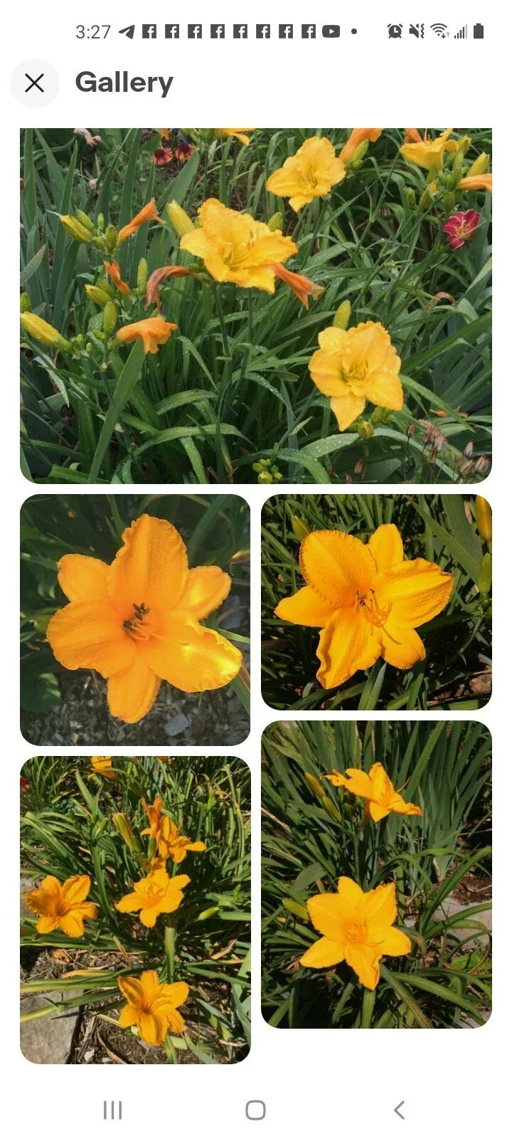 Stella De Oro Daylily 10 Seeds, Perennial Reblooming Hemerocallis, Yellow Flower, Outdoor Garden Plant