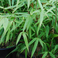 50 Bamboo Seeds - Sunset Glow Clumping Privacy Plant for Garden - Perfect Shade Screen - Phyllostachys spp.