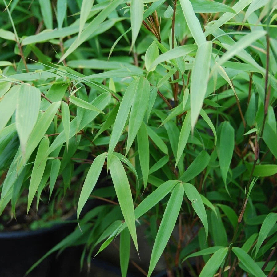 50 Bamboo Seeds - Sunset Glow Clumping Privacy Plant for Garden - Perfect Shade Screen - Phyllostachys spp.