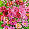 Wildflower Seed Mix - 200+ Seeds - Pink Passion Blend - Stunning All Pink Flowers - (Various Scientific Names)