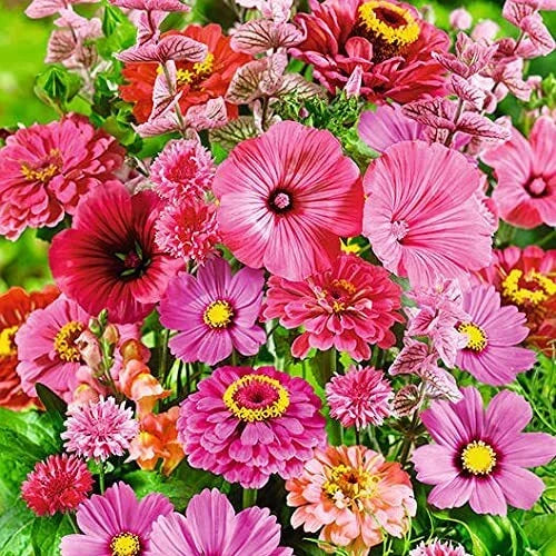 Wildflower Seed Mix - 200+ Seeds - Pink Passion Blend - Stunning All Pink Flowers - (Various Scientific Names)