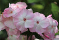 Mother of Pearl Phlox Seeds - 100+ Seeds for Garden Planting - Phlox subulata - USA