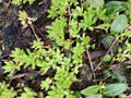Creeping Sedum Groundcover Plants - 50 Perennial Plants, Varied Sizes, Sedum spp.