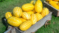 Gold In Gold Hybrid Watermelon Seeds - 50+ Pack for Planting - Citrullus lanatus - USA Grown, Free Shipping
