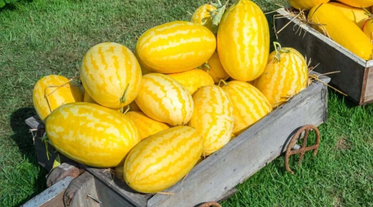 Gold In Gold Hybrid Watermelon Seeds - 50+ Pack for Planting - Citrullus lanatus - USA Grown, Free Shipping