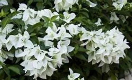 Bougainvillea Starter Plug Plant - Ms. Alice Variety - Well Rooted - Ships Bare Root - Bougainvillea spp.