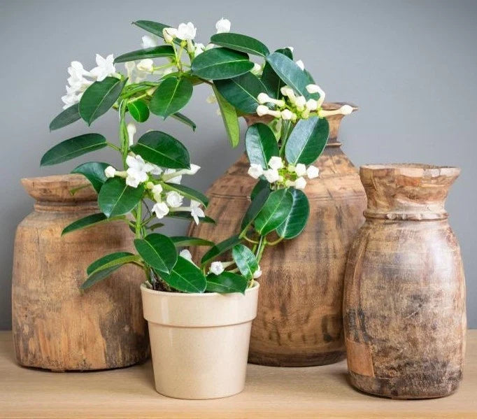 Madagascar Jasmine Starter Plant - Small Green Leaf Stephanotis - Fragrant Indoor Plant (Stephanotis floribunda)