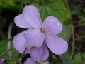 Dame's Rocket Seeds - 1000+ Newly Harvested, Beautiful Bloom Clusters - Hesperis matronalis