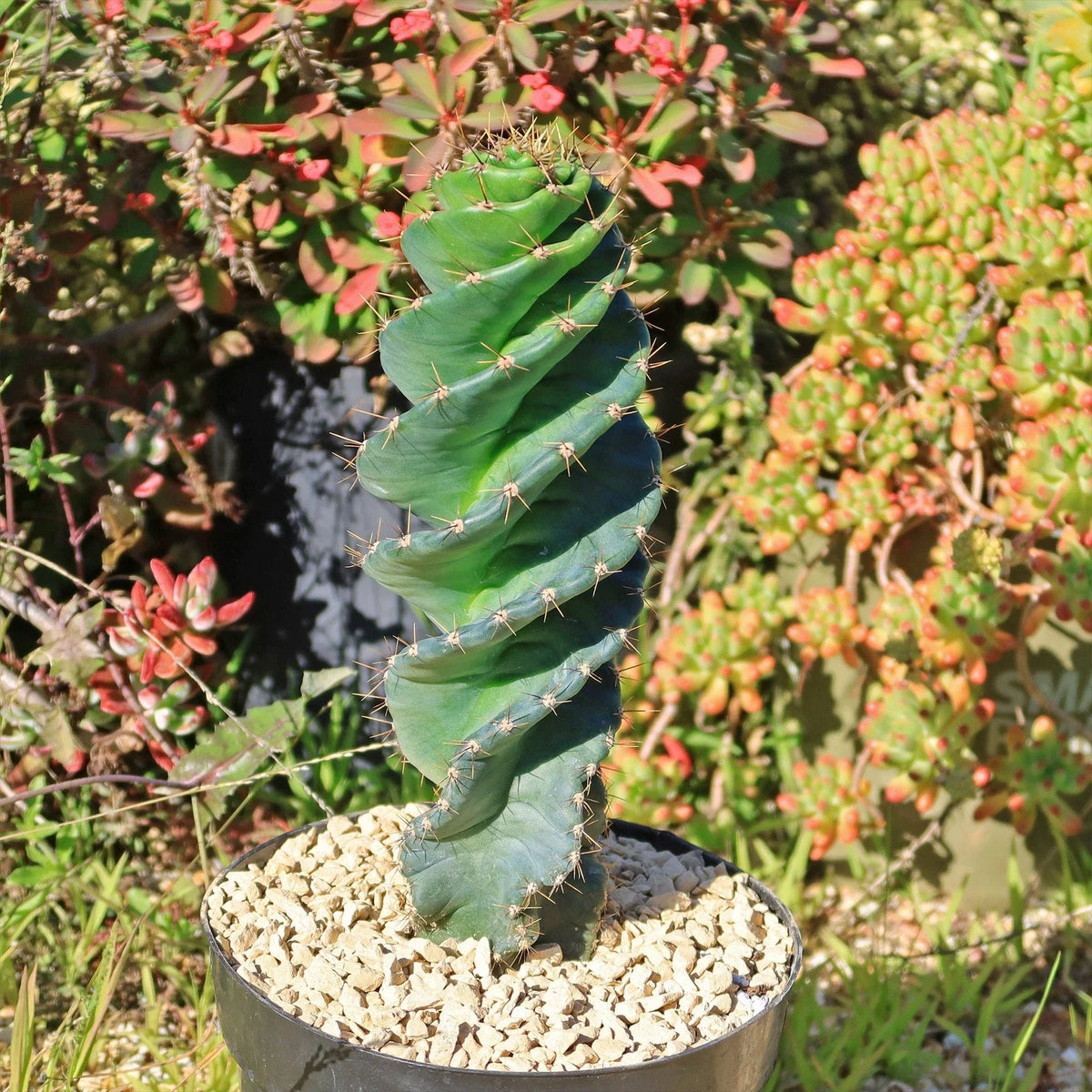 Spiral Cactus Plant - Cereus forbesii 'Spiralis' - Live Succulent - Unique Decorative Houseplant