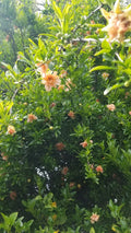 Ornamental Pomegranate Cuttings - 10 Pcs Peach Colored - Punica granatum