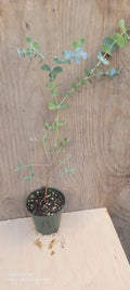 Silver Dollar Eucalyptus Live Plant in 4" Pot, Eucalyptus cinerea, Aromatic Green Foliage, Easy Care Houseplant