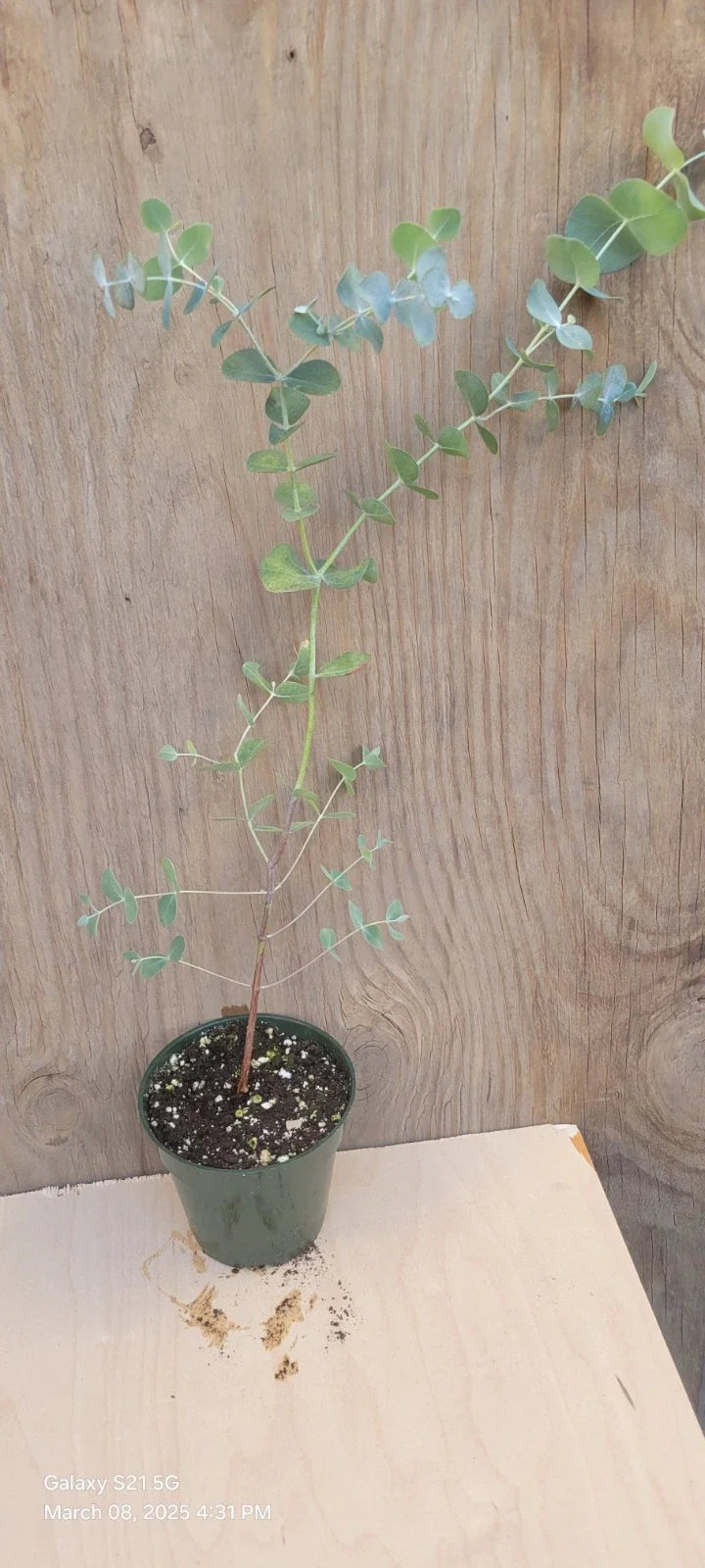 Silver Dollar Eucalyptus Live Plant in 4" Pot, Eucalyptus cinerea, Aromatic Green Foliage, Easy Care Houseplant