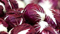 Red Verona Radicchio Seeds 300+ Non-GMO Chicory Seeds for Planting (Cichorium intybus)