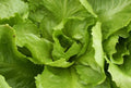 Endive Seed - Batavian Full Heart Variety - Fresh Seeds for Gardening (Cichorium endivia)