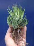 Zebra Plant Succulent | Small Haworthiopsis attenuata | Hardy Desert Variety | Low Maintenance Indoor Plant