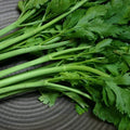 200 Conquistador Celery Seeds | Heirloom Non-GMO | Organic Vegetable Seeds | Apium graveolens