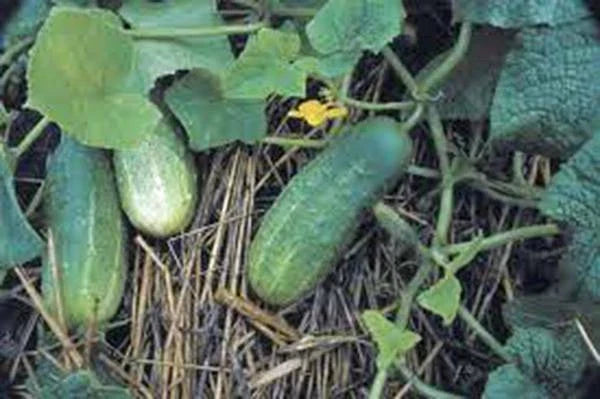 Pickling Cucumber Seeds, 500 Heirloom Non-GMO Seeds, National Variety, Ideal for Homemade Pickles