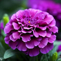 Purple India Marigold Seeds - 25 Count for Garden Planting - Tagetes erecta - USA Grown, Non-GMO, Easy to Grow