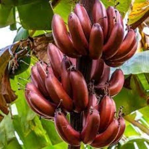 Musa Banana Tree Starter Plant - Small Rooted Bordelon Variety - Tropical Indoor/Outdoor Plant