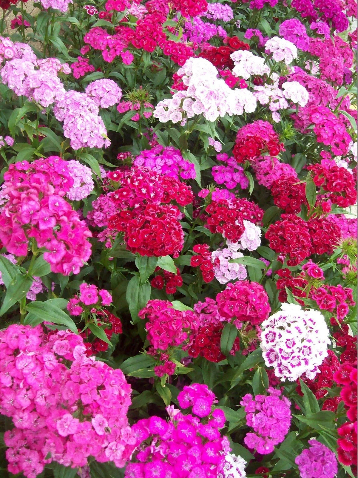 Sweet William Flower Seeds 500+ Mixed Colors Reds Pink Purple White Biennial Dianthus barbatus