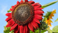 Red Sunflower Seeds - 100+ Heirloom Non-GMO - Rare Variety (Helianthus annuus)