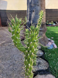 Eve's Needle Cactus Cutting - Austrocylindropuntia - 1x Plant Cutting - Buy 2 Get 1 FREE