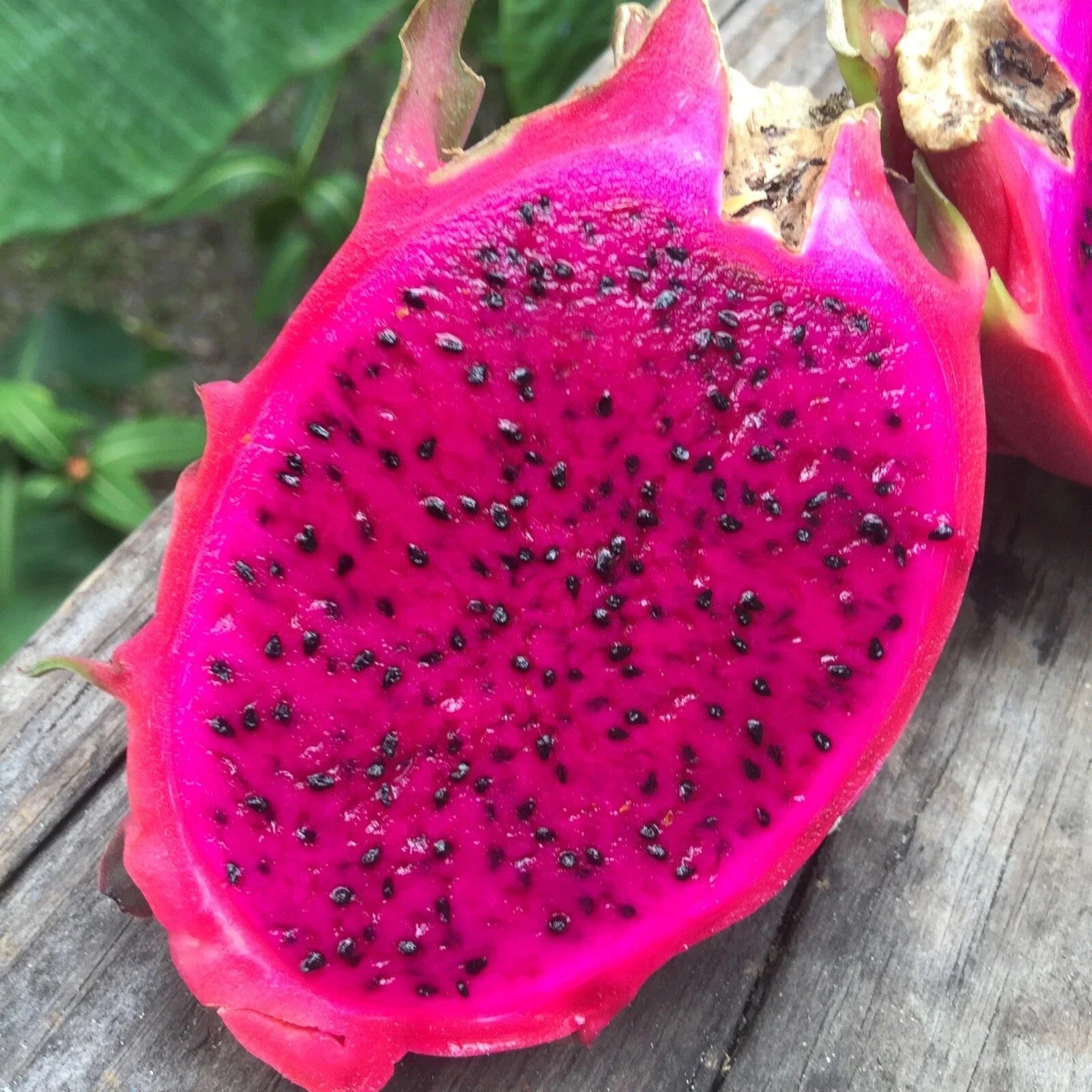 Red Dragon Fruit Seeds - 100 Pack - Pitaya Hylocereus Undatus - Rare Cactus Seeds for Home Garden