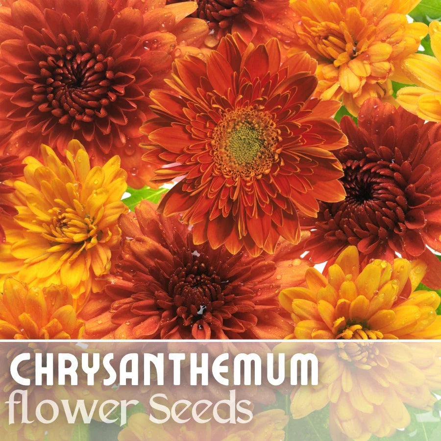 Chrysanthemum 200 Seeds - Golden Bouquet Mix - Flower Seeds - Mum Variety - Perfect for Garden Planting