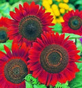 Red Sunflower Seeds for Planting - 20 Pack - Helianthus annuus