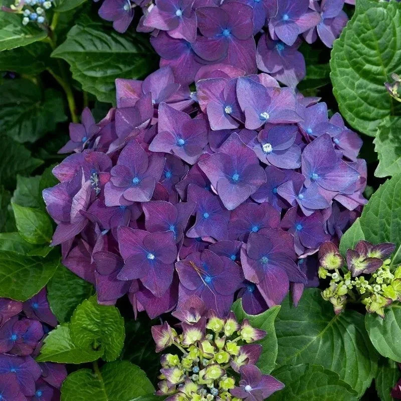 Heirloom Purple Hydrangea Cuttings - 6 Fresh Live 6" Cuttings - Hydrangea macrophylla
