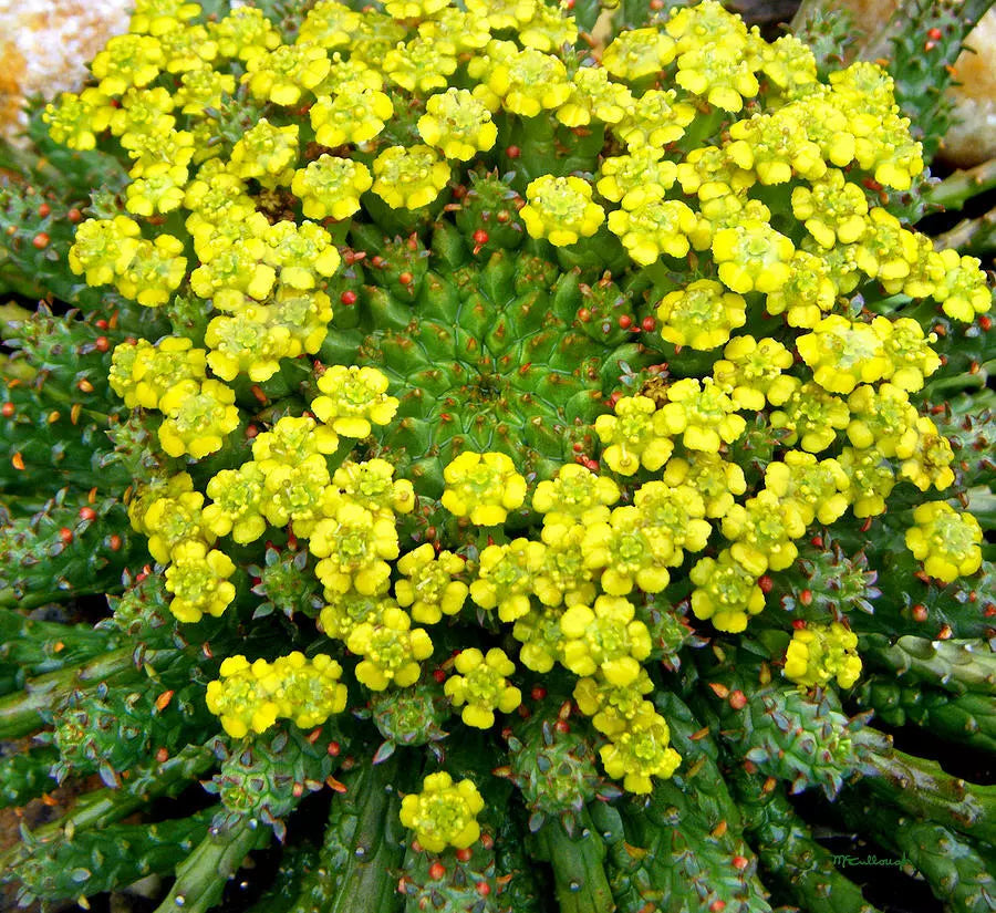 Euphorbia Flanaganii 'Caput-Medusae' Cutting - 5" Long Rare Succulent - Amazing Bloomer - Unique Plant Variety