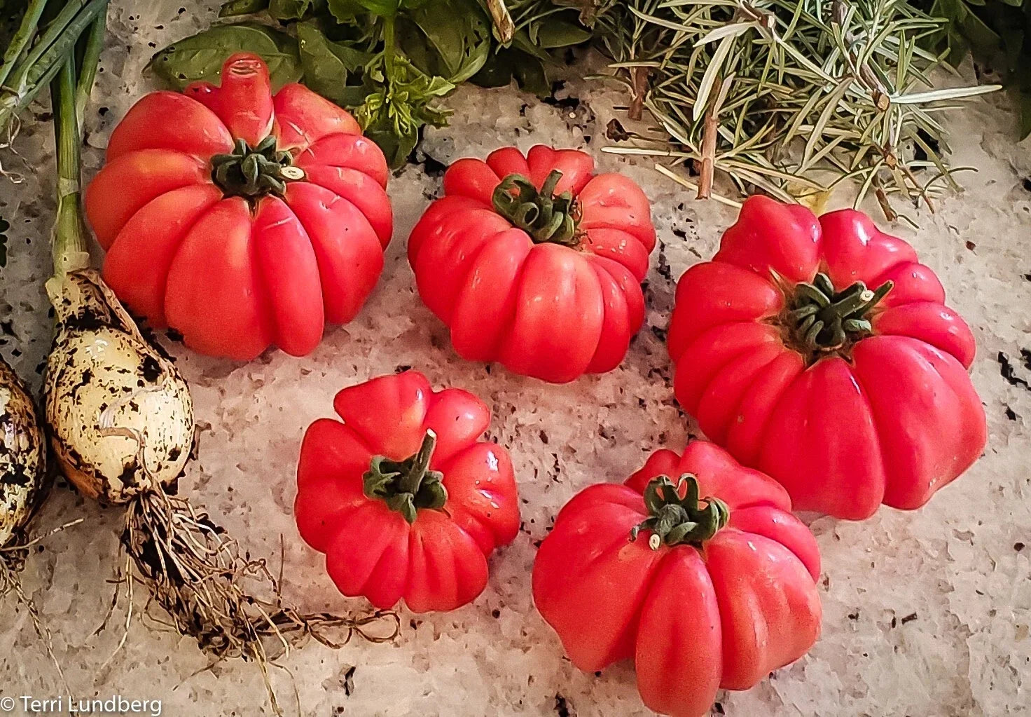 Mushroom Basket Tomato Seeds - 20+ Heirloom Organic Non-GMO - Rare Variety - Solanum lycopersicum