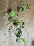 Philodendron Brazil Cuttings - Dark & Lime Green Variegated Leaves - Prerooted Plant Cuttings (Philodendron hederaceum)