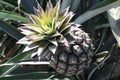 Monte Lirio Pineapple Seeds - 15+ Organic Seeds for Garden Planting - Ananas comosus - USA