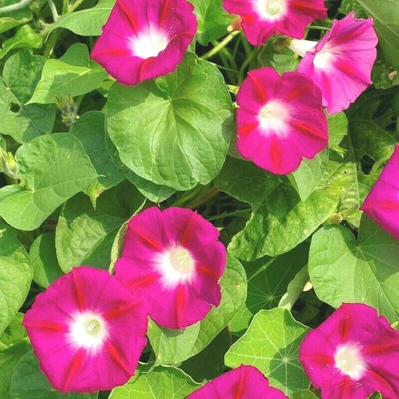 Red Morning Glory Flower Seeds - 41+ Count - Wildflower Climbing Vine - Ipomoea purpurea